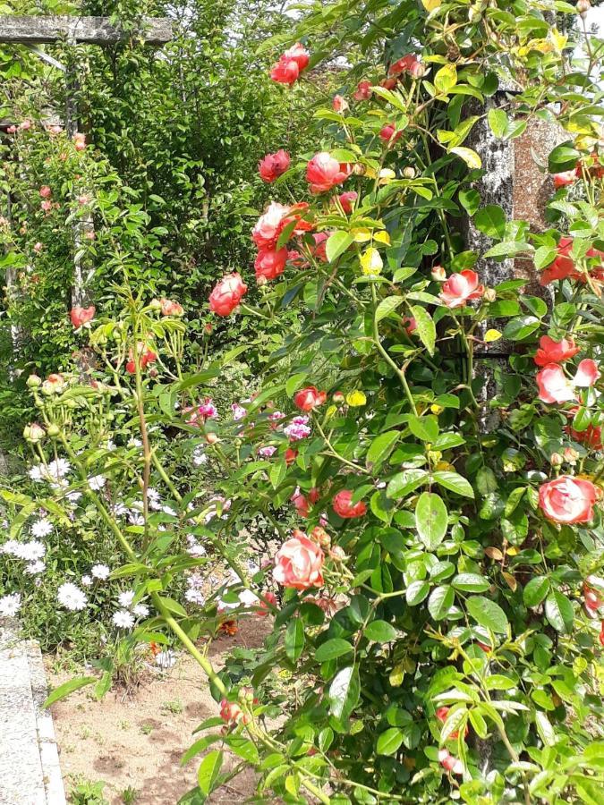 Bed and Breakfast Quinta D'Avó Amélia à Alquerubim Extérieur photo